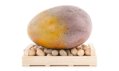 Design Paasei xl - UITVERKOCHT